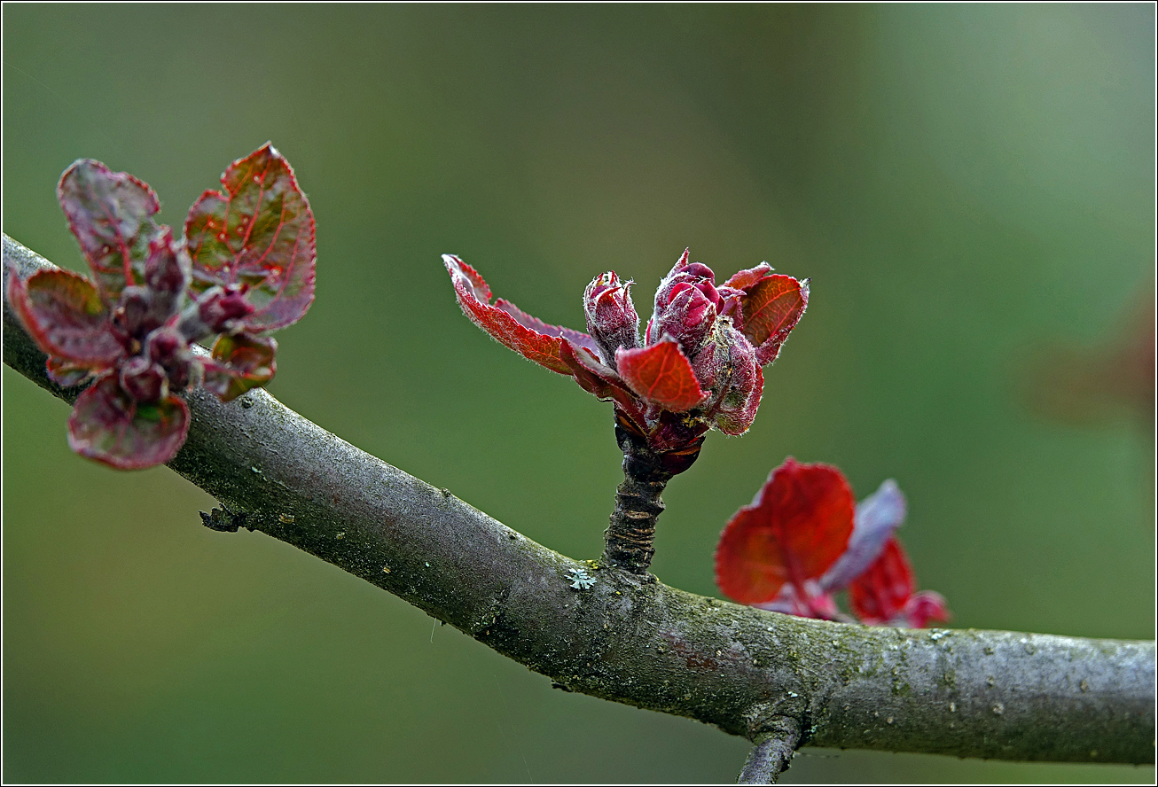 Изображение особи Malus niedzwetzkyana.