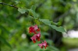 Euonymus macropterus