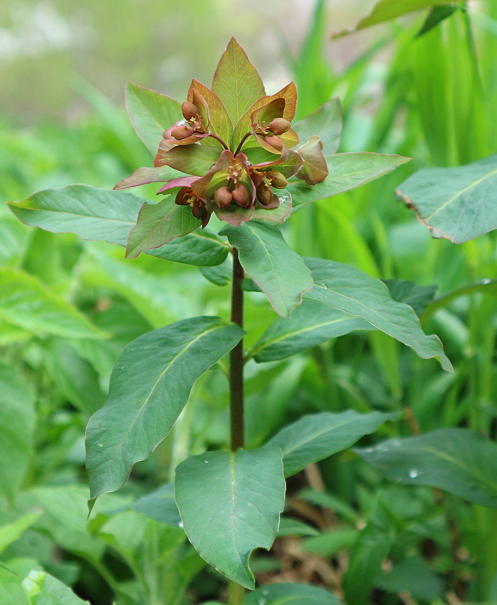 Image of Euphorbia oblongifolia specimen.