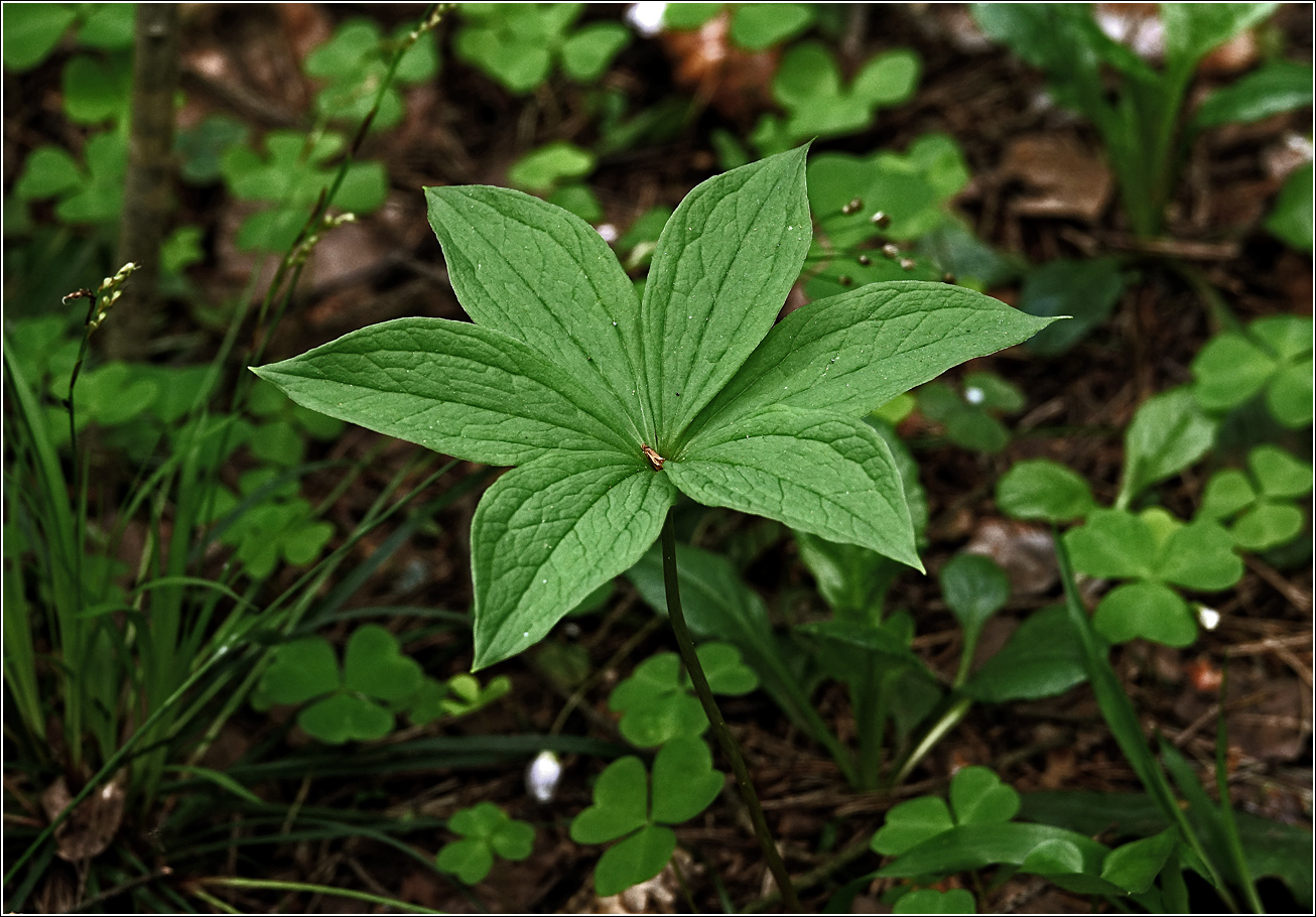 Image of Paris quadrifolia specimen.