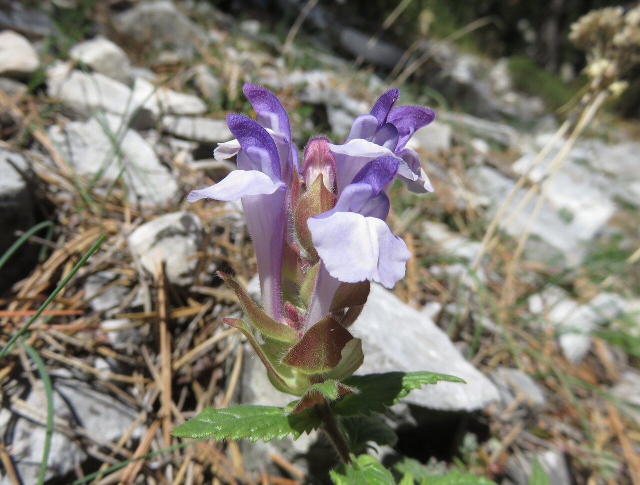 Изображение особи Scutellaria alpina.