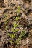 Galium aparine