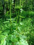 Heracleum sibiricum