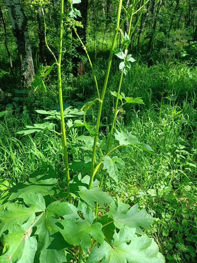 Image of Heracleum sibiricum specimen.