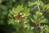 genus Crataegus
