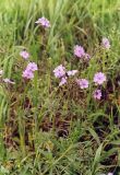 Geranium tuberosum. Верхушка цветущего растения. Ростовская обл., Азовский р-н, окр. с. Кугей, на обочине дороги. Середина мая 2006 г.