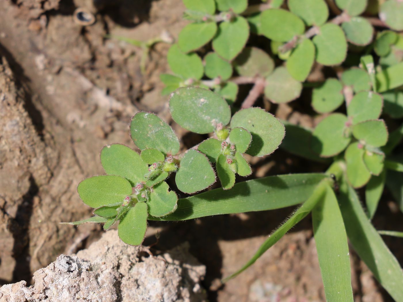 Image of Euphorbia prostrata specimen.
