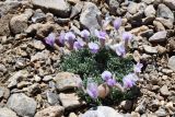 genus Oxytropis