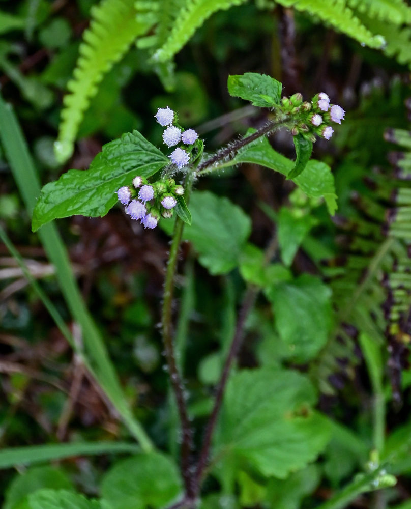 Image of Ageratum conyzoides specimen.