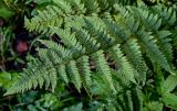 Dryopteris carthusiana