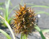 Carex macrocephala
