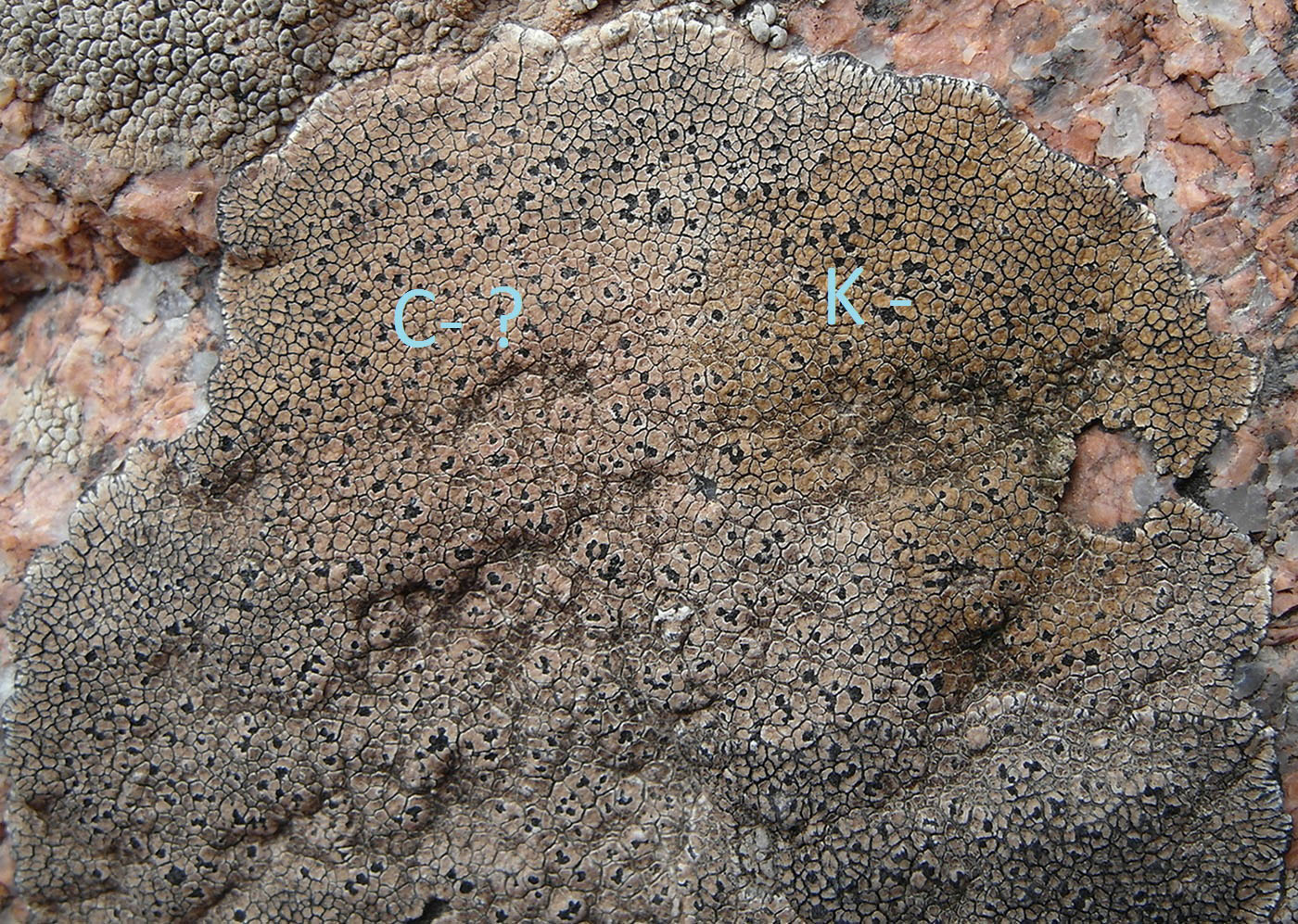 Image of Sporastatia testudinea specimen.