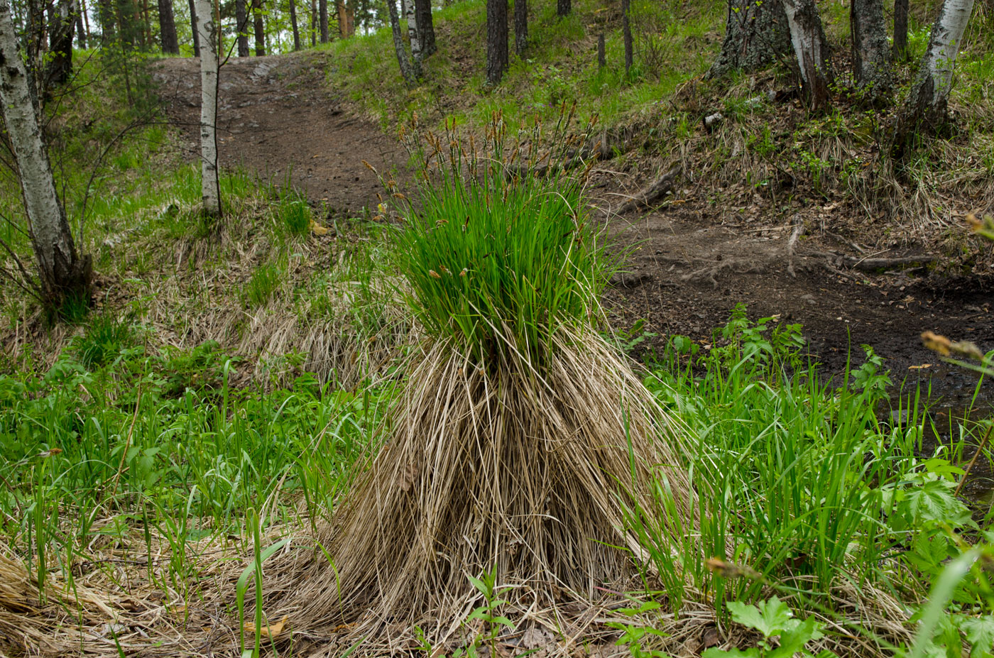 Image of genus Carex specimen.