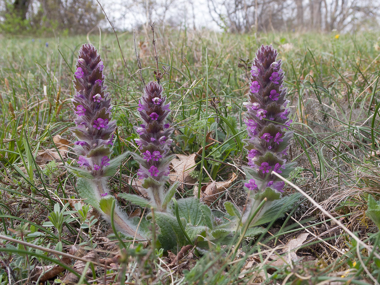 Изображение особи Ajuga orientalis.