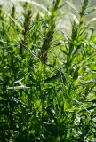 Dracocephalum ruyschiana. Верхушки побегов с развивающимися соцветиями. Оренбургская обл., Беляевский р-н, Донской сельсовет, степь. 28 мая 2024 г.
