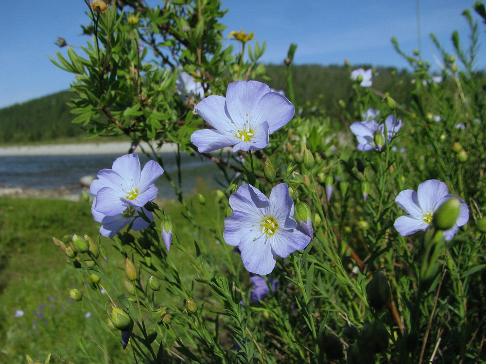 Image of Linum boreale specimen.