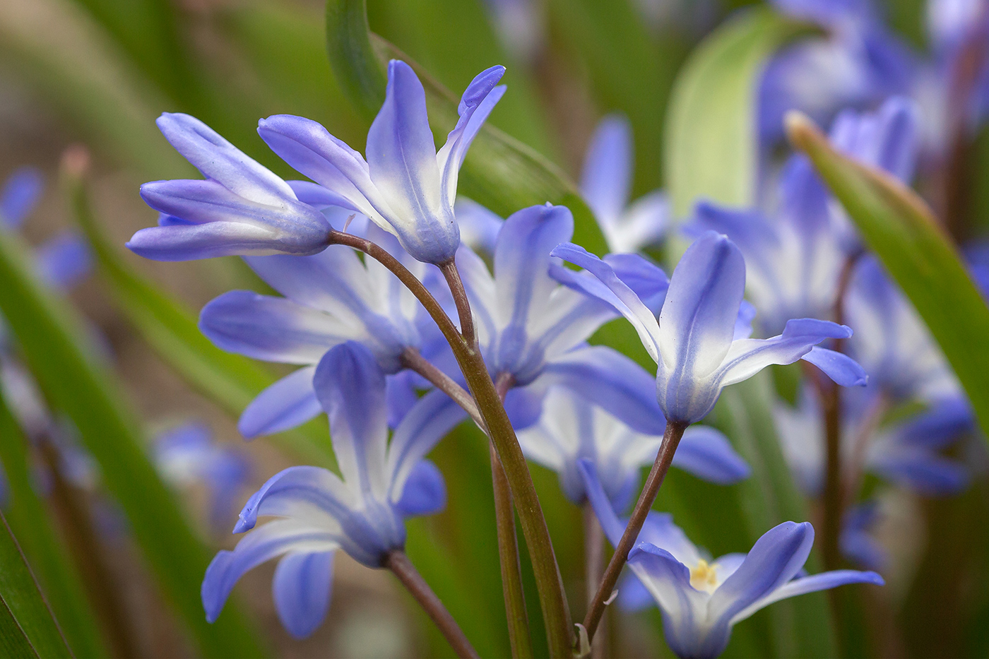 Image of Chionodoxa forbesii specimen.