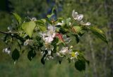 Malus baccata. Верхушка цветущей веточки с повреждёнными листьями. Пермский край, Кунгурский р-н, окр. с. Плехановское, ур. Спасская гора, берёзовая роща. 26.05.2025.