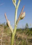 Himantoglossum caprinum. Бутоны. Краснодарский край, Крымский р-н, окр. станицы Неберджаевская, дол. р. Липки, пушистодубово-грабинниковый лес, скальное обнажение на месте старого заросшего карьера. 07.06.2025.