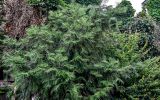 Cephalotaxus harringtonia