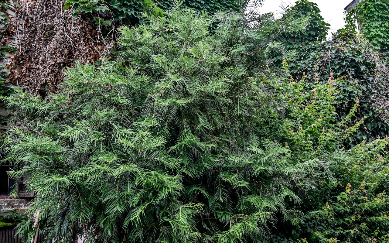 Image of Cephalotaxus harringtonia specimen.