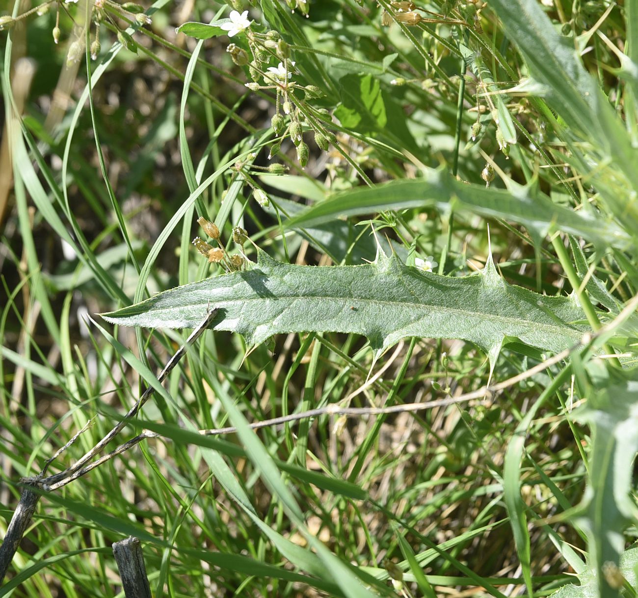 Изображение особи семейство Asteraceae.
