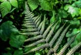 Dryopteris filix-mas