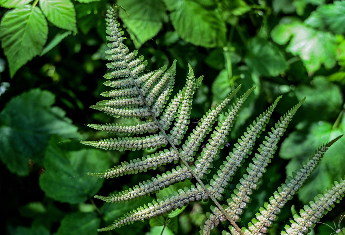 Image of Dryopteris filix-mas specimen.