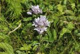 род Campanula. Верхушки цветущих растений (светлая форма). Приморский край, Владивостокский ГО, о. Клыкова, луговой склон сопки. 07.07.2025.