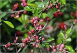 Chaenomeles japonica. Часть ветви с бутонами. Московская обл., Раменский р-н, окр. дер. Хрипань, садовый участок. 12.05.2025.