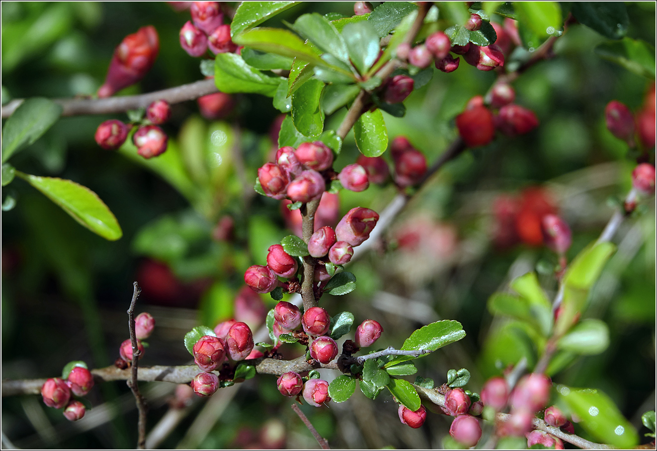 Image of Chaenomeles japonica specimen.