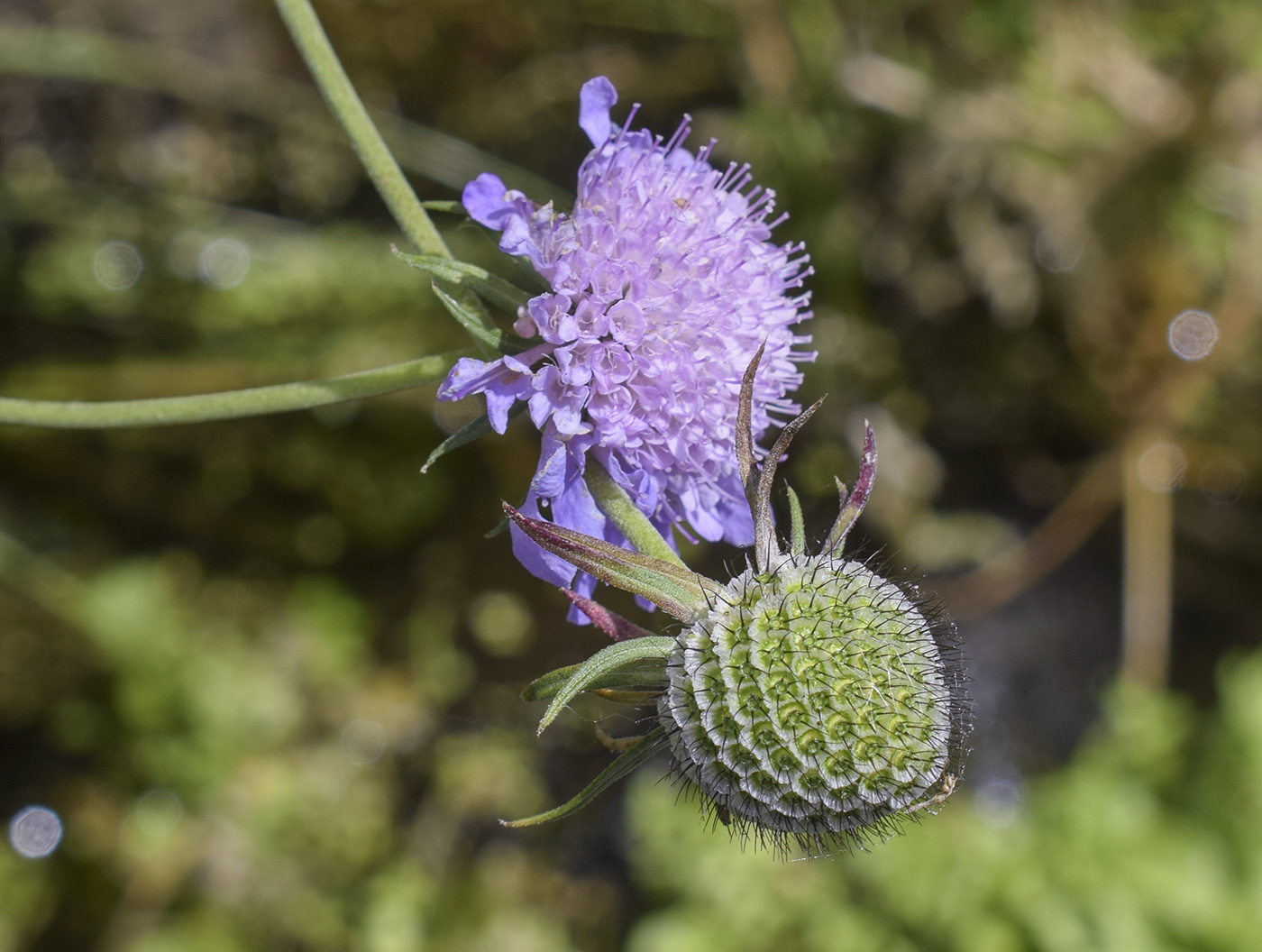 Изображение особи Scabiosa columbaria.