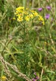 Senecio argunensis