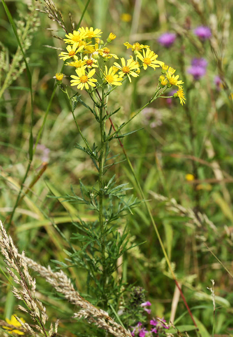 Image of Senecio argunensis specimen.