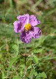 Cistus creticus. Верхушка побега с цветком и кормящимся жуком. Турция, пров. Мугла, р-н Даламан, округ Капукаргын, п-ов Капыдаг, бухта Явансу (Yavansu Koyu), поляна в сосновом лесу. 05.05.2025.
