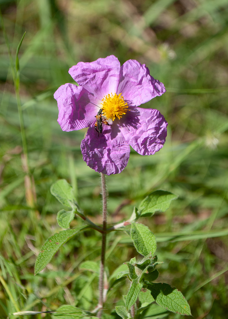 Изображение особи Cistus creticus.