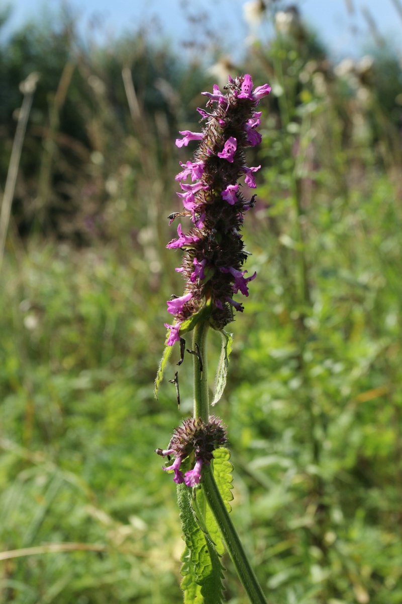 Image of Betonica officinalis specimen.