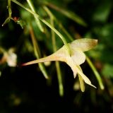 View full-size image Impatiens parviflora