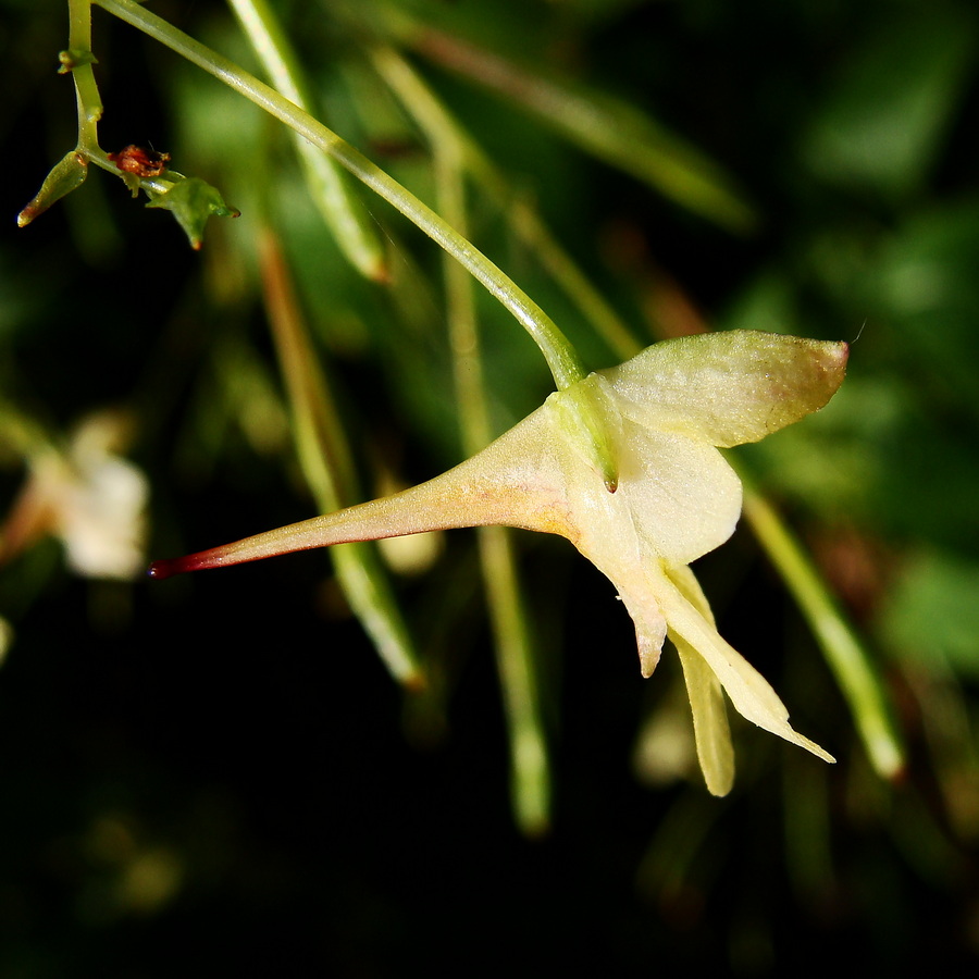 Image of Impatiens parviflora specimen.