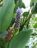 Pontederia cordata. Соцветия и листья. Абхазия, г. Сухум, Сухумский ботанический сад, пруд. 13.08.2024.