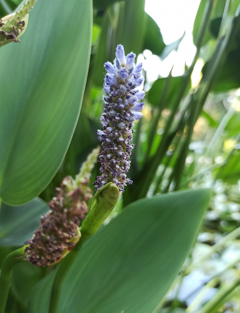 Image of Pontederia cordata specimen.