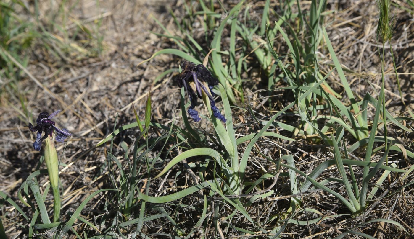 Изображение особи род Iris.