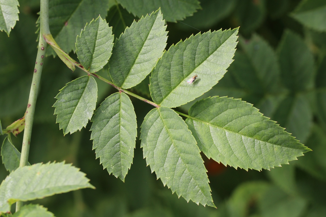 Изображение особи род Rosa.