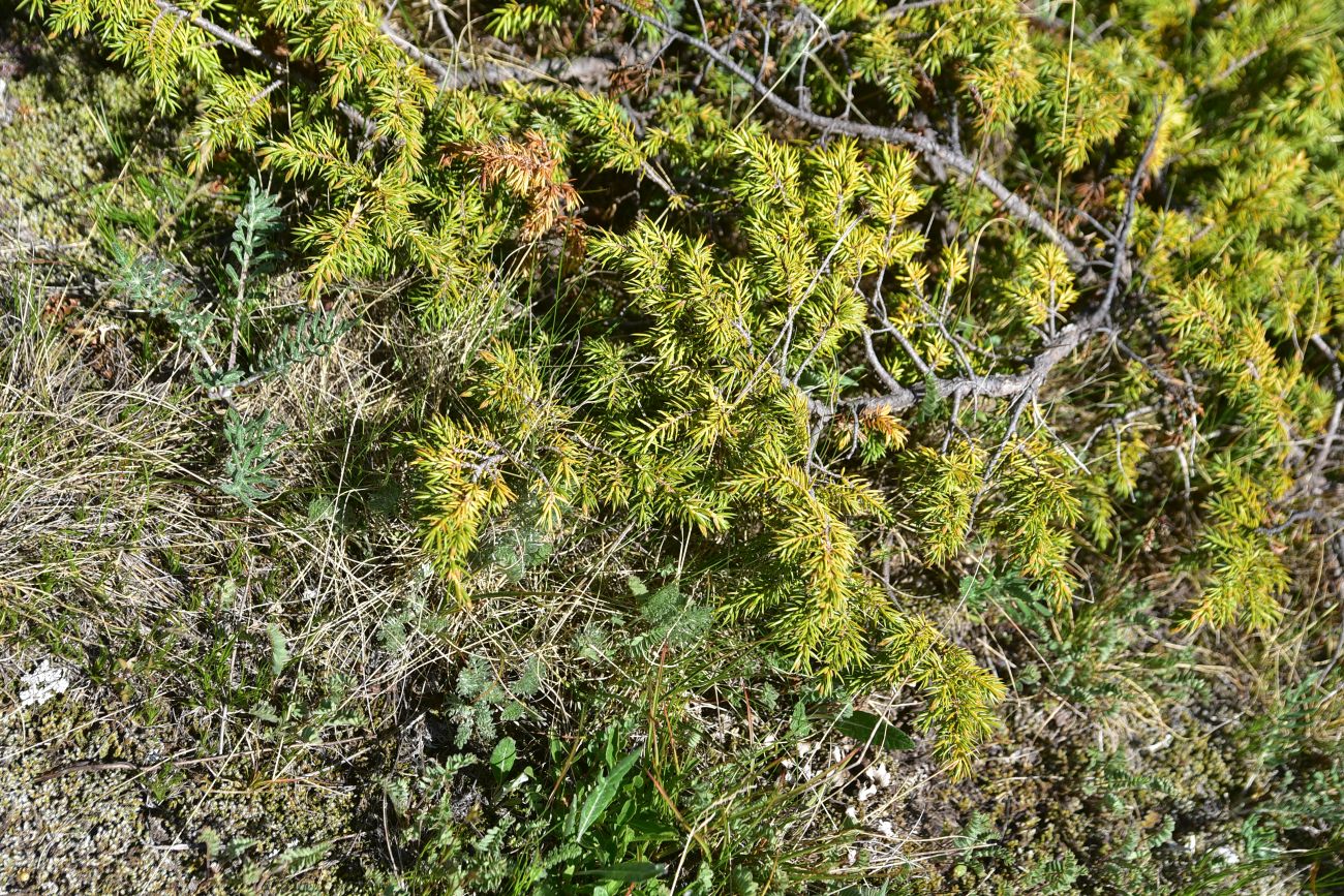 Изображение особи Juniperus hemisphaerica.