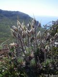 Draba cuspidata