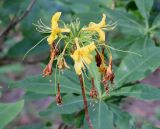 Image of taxon representative. Author is Денис Мирин