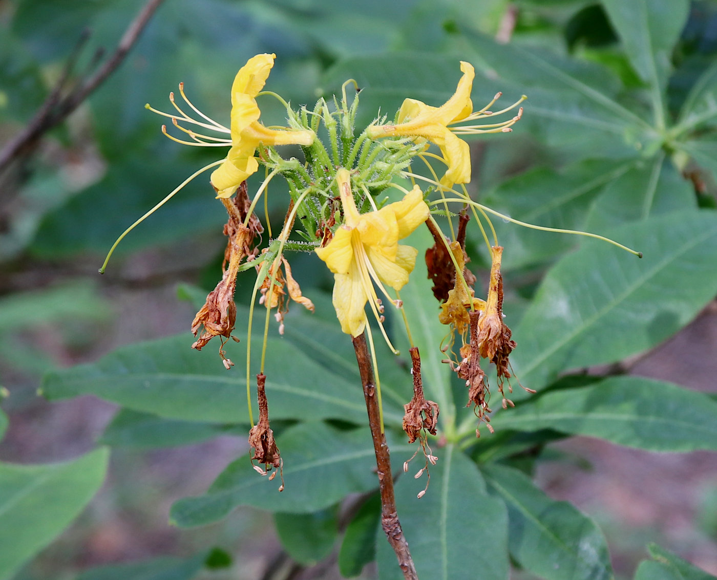 Image of Rhododendron luteum specimen.