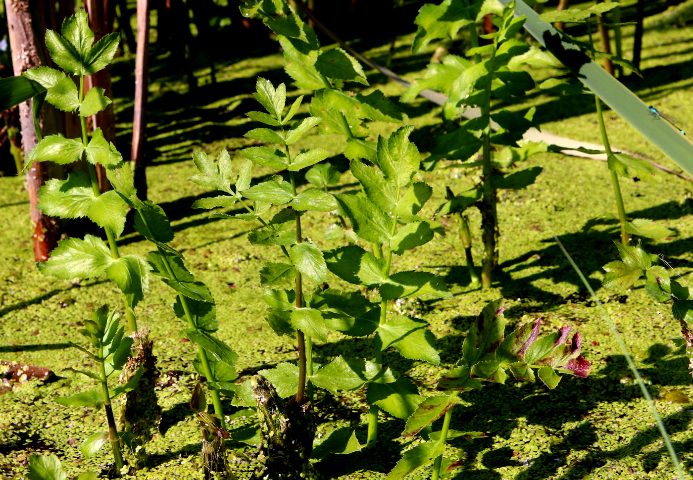 Image of Berula erecta specimen.