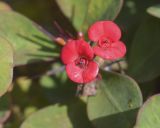 Euphorbia splendens. Соцветия-циатии. Испания, Каталония, пров. Жирона, комарка Баш Эмпорда, муниципалитет Пальс, средневековый г. Пальс, в озеленении дворика. 01.01.2026.