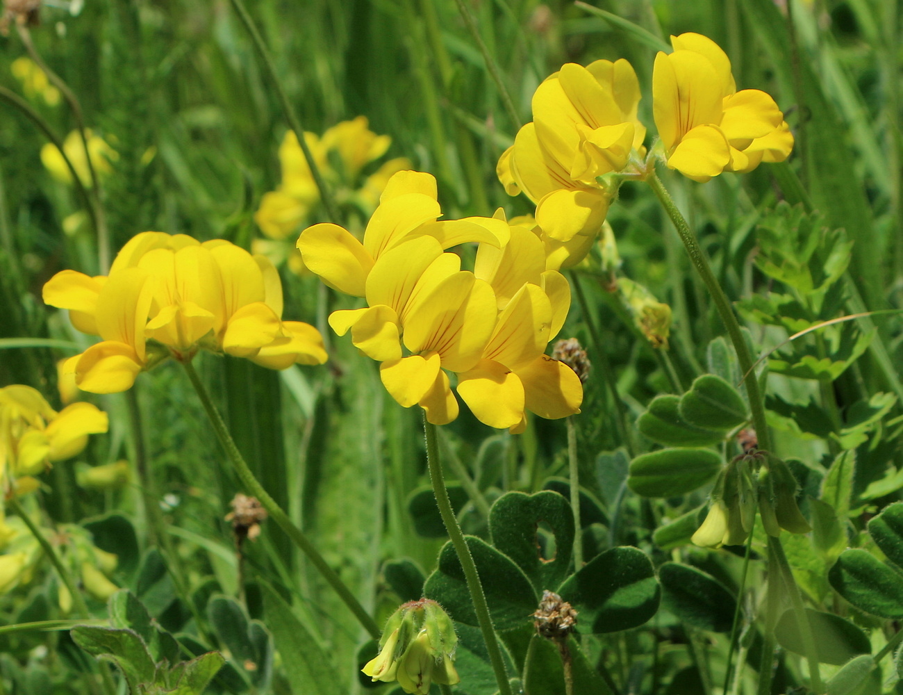 Изображение особи Securigera orientalis.